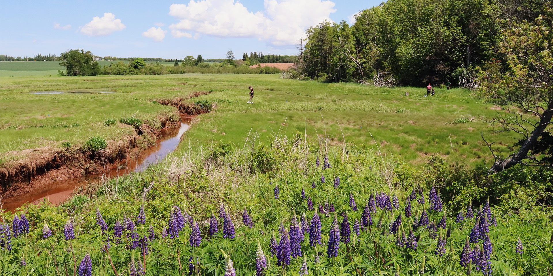 Wide angle shot of marsh, two people gatherin samples in the distance, purple lupines in the foreground, a tidal greet with red clay down the middle