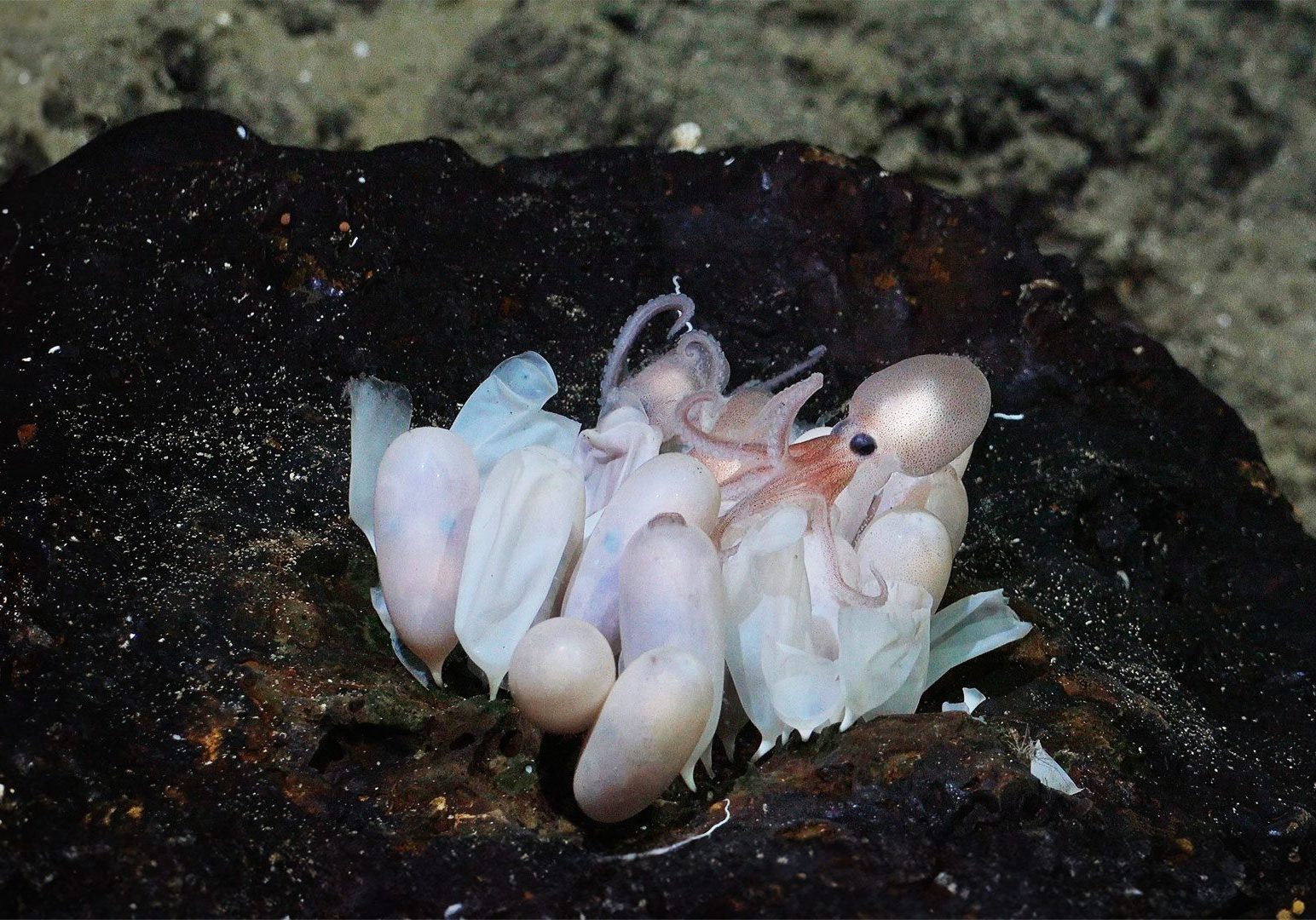 octopus hatchling