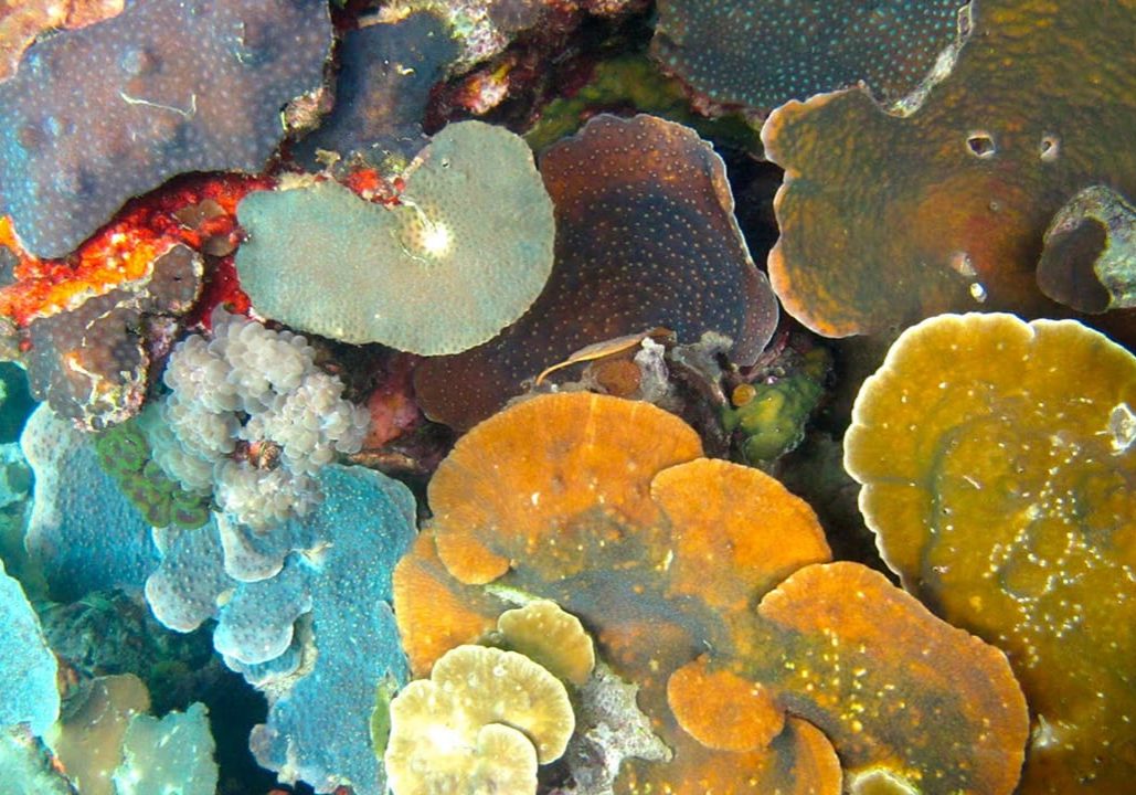 corals in Palau