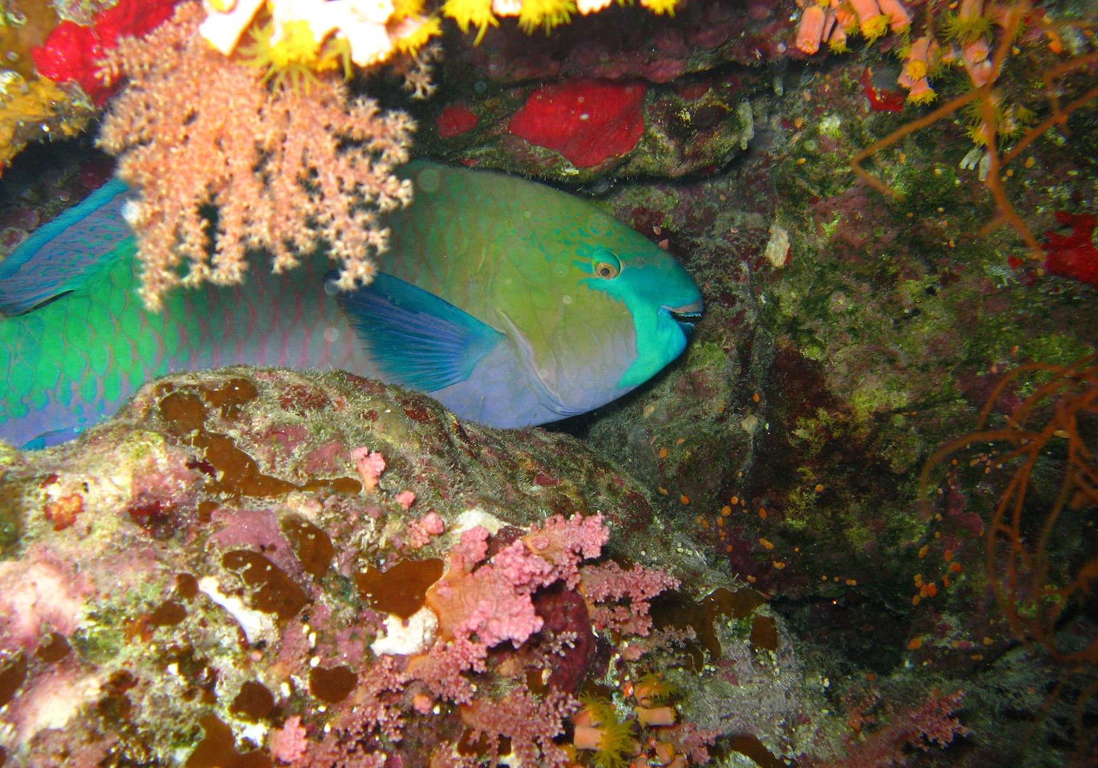 Parrot fish in coral