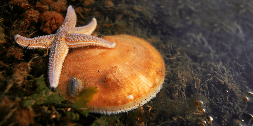 scallop and starfish