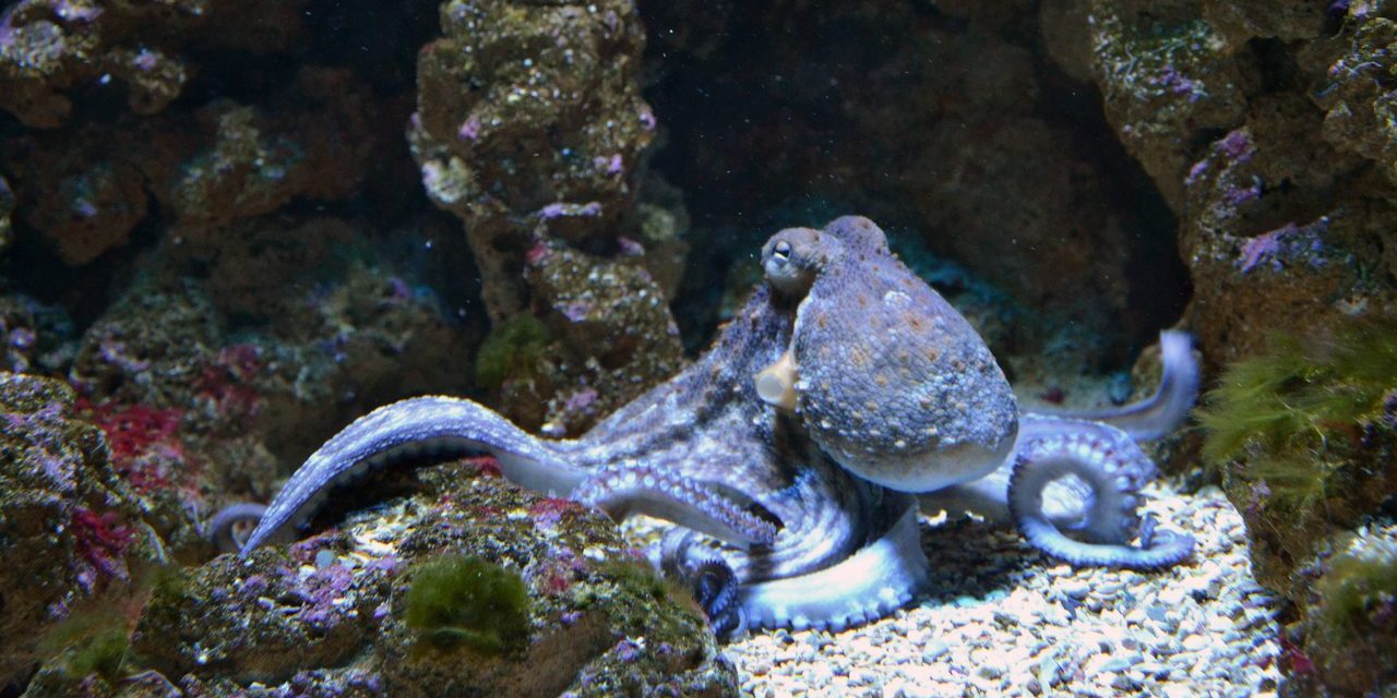 Reef octopus. (PxHere, Creative Commons)